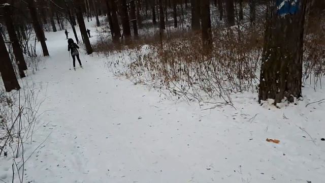 На лыжах по зимнему лесу смотреть онлайн