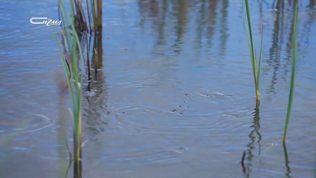 Белый лебедь на пруду смотреть онлайн