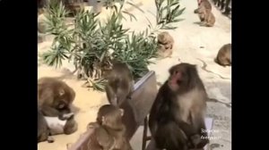 Уникальное видео. Двойня. У японских макак двойня рождается очень редко