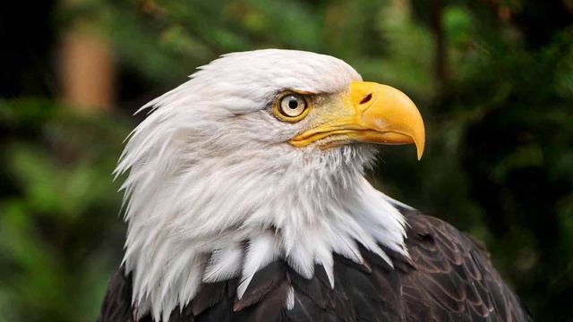 Работа с тотемом Орла смотреть онлайн