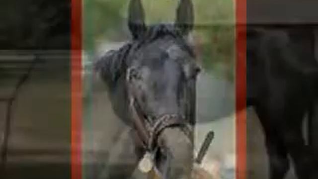 In memory of fallen racehorses... смотреть онлайн