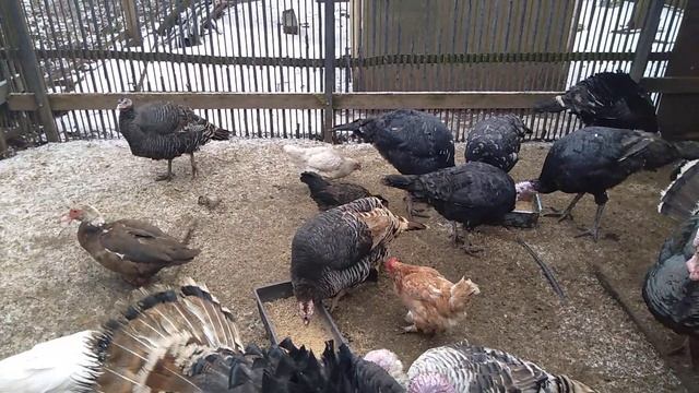 Когда нет денег на инкубатор // Птица нашего двора // Индюки и т.п // С.Х.У смотреть онлайн