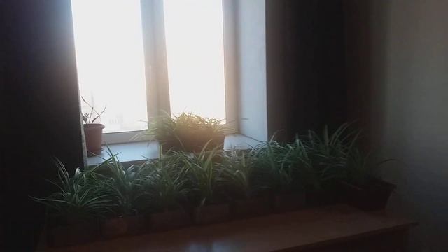 Дедушка и сгущенка