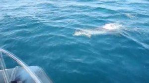 Обитатели Чёрного моря