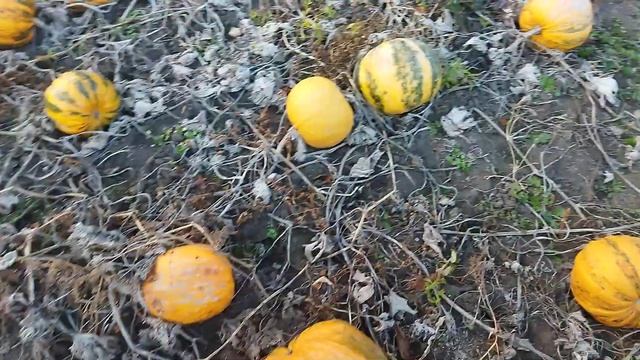 1400 кілограм сухого насіння з гектара гарбуз українська багатоплідна смотреть онлайн