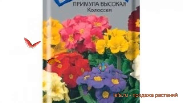 Примула высокая Колоссея (kolosseya) ? примула Колоссея обзор: как сажать семена примулы Колоссея смотреть онлайн