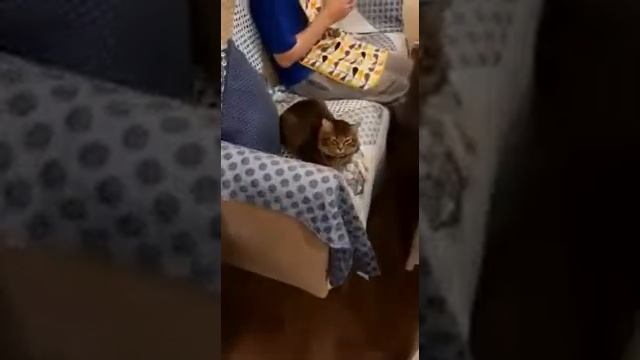 Приготовление сырников смотреть онлайн
