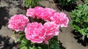 Пион Emma Klehm  (Эмма Клем)