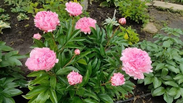 Пион Pietertje Vriend Wagenaar ( Питертье Фринд Вагенаар )