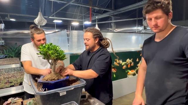 ПЕРЕСАДКА КРАССУЛЫ ДЕНЕЖНОГО ДЕРЕВА В ПЛОШКУ БОНСАЙ МАСТЕР КЛАСС СУККУЛЕНТЫ ЦВЕТЫ РЕДКИЕ РАСТЕНИЯ смотреть онлайн