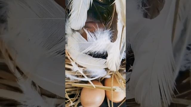 Real people imitate and restore chickens to lay eggs смотреть онлайн