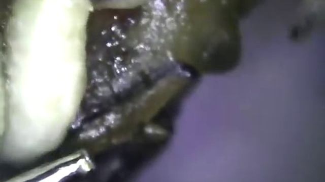 Animal Series - Maggots (part 2)