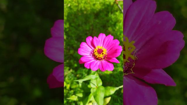 Amazing Pink Colour Flower смотреть онлайн