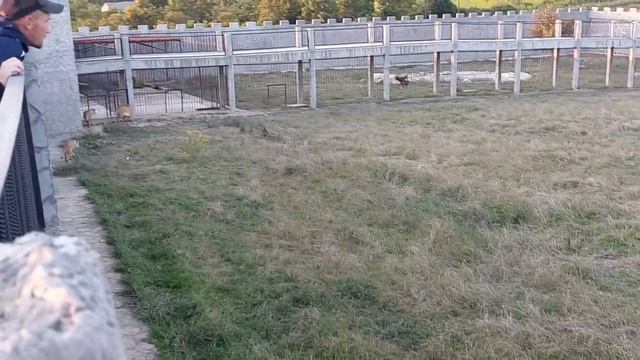 Ни что не предвещало и вдруг...Все в шоке.Ошибка в расчётах.Львица рожает.Парк львов Абхазия 10.202 смотреть онлайн