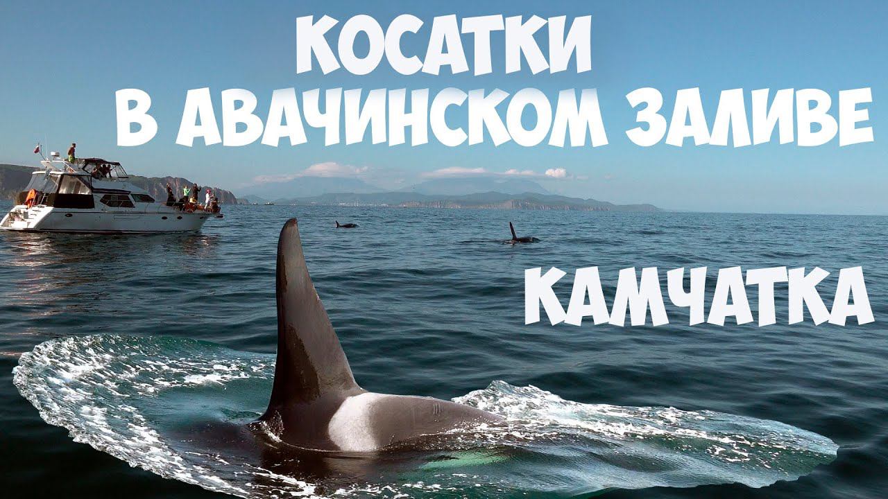 Косатки в Авачинском заливе смотреть онлайн