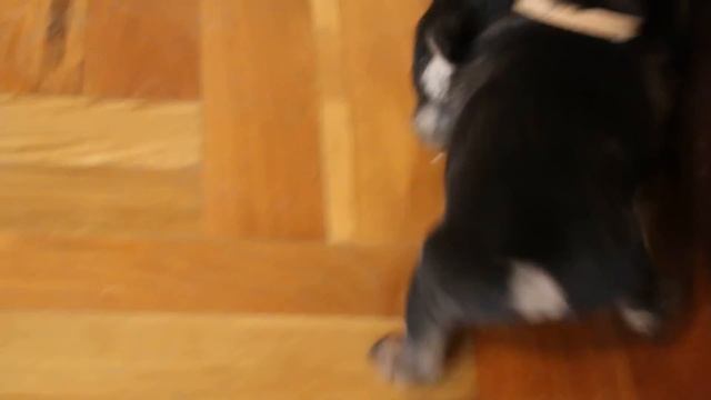 Щенки Бордер Терьера в Москве. Border Terrier Puppies in Moscow смотреть онлайн