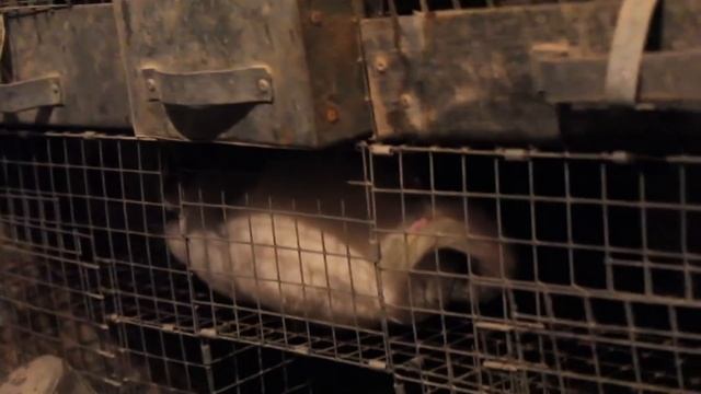 ВЛОГ: покупаем подружку Шуше смотреть онлайн