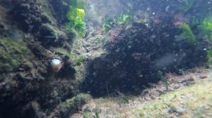 Подводный мир Черного Моря. Креветки. Крабы. Рыбы. Подводная съемка. Рыбалка на море. Красота.