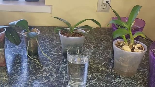 БОМБА!? Дохлая ОРХИДЕЯ ОЖИЛА от ЭТОГО Активатора РОСТА смотреть онлайн