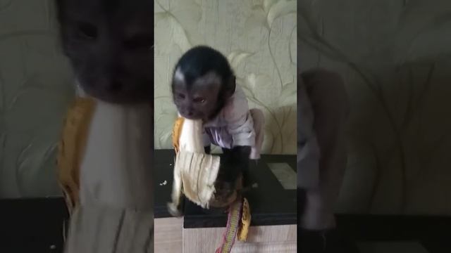 Едим банан, капуцин Ульяна смотреть онлайн