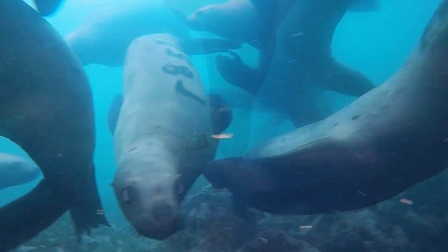 Касатки сахалина смотреть онлайн