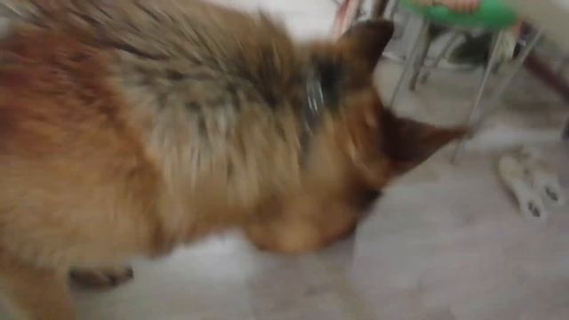 Моя ЖИЗНЬ / Реакция Подарили Щенка Йорка !! Мечта Ляльки СБЫЛАСЬ ! СОБАКА !!! смотреть онлайн