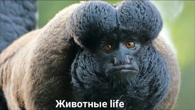 БОРОДАТЫЙ САКИ УТЫ ХИК ?/Животные Life/Приматы/Животные/Интересные факты