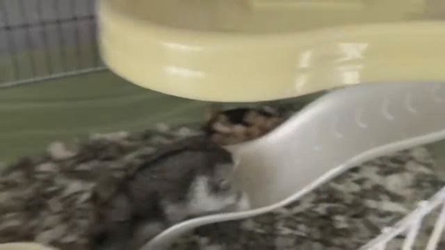 Джунгарики Мыша и Жужа ?? сходят с ума после уборки в клетке ? смотреть онлайн