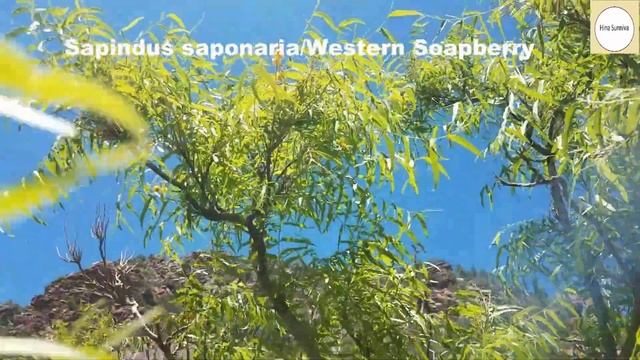 Western Soapberry / Sapindus saponaria var drumondii смотреть онлайн