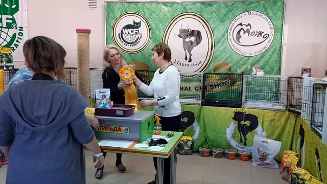 Выставка породистых кошек в городе Армавир Краснодарский край. смотреть онлайн