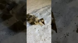 Провожаю Профессора / ГАРДЕЙ И ИВАНЫЧ #рекомендации #рек #shortsvideo #а4 #россия #тренды #топ #мир