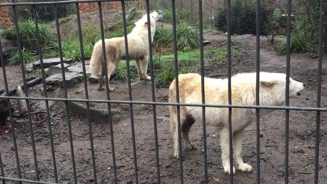 Amazing wolves howl. Amsterdam zoo смотреть онлайн