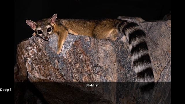 37 Weird And Wonderful Creatures That Actually Live On Our Planet смотреть онлайн