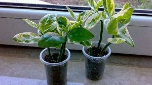 Педилантус. Опадают листья. Что делать. Ответ подписчику