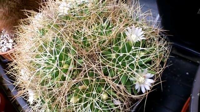Mammillaria/Dolichothele albescens Cactus with dainty white flowers смотреть онлайн