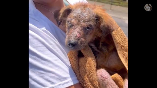The miraculous transformation of a scabby dog rescued in an abandoned house смотреть онлайн