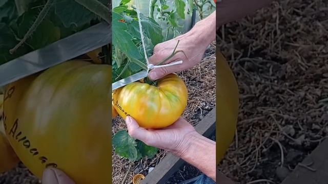 томат Король Ананас смотреть онлайн