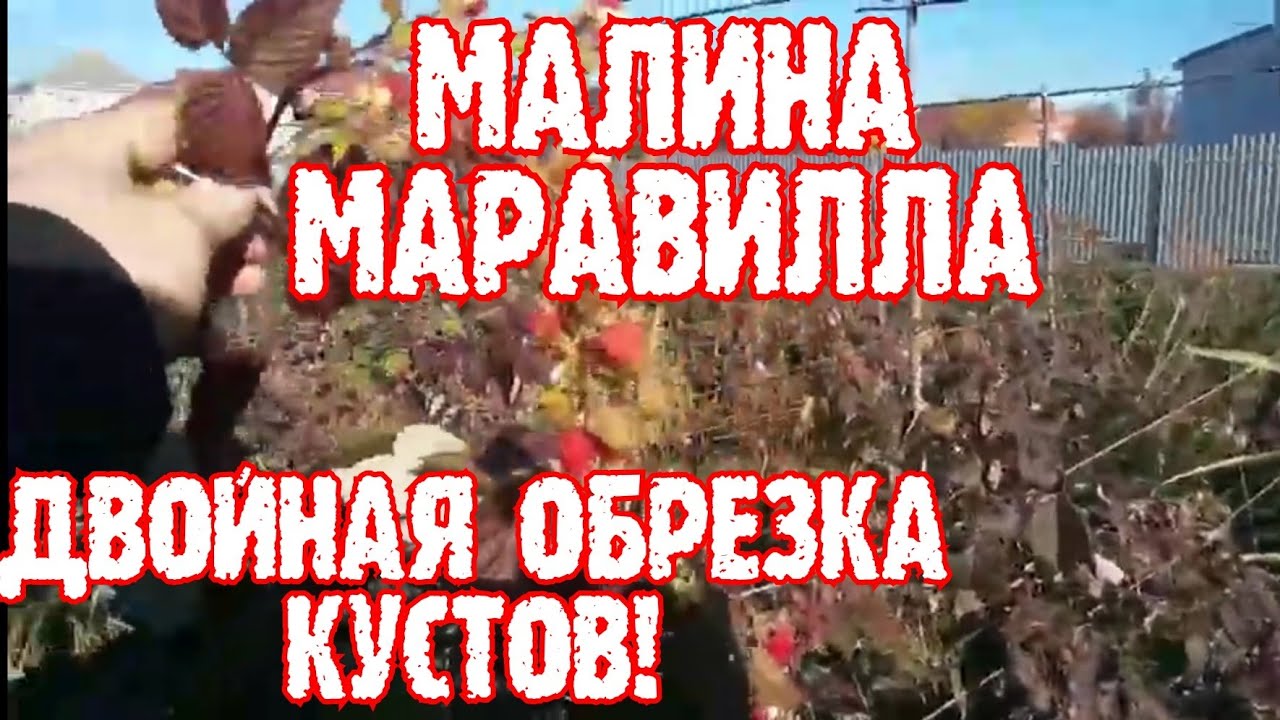 Двойная обрезка, малины маравилла смотреть онлайн