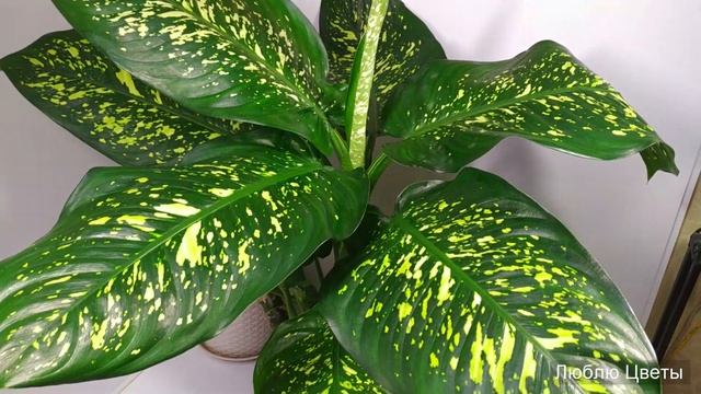 Монолог про цветок - Диффенбахия (Dieffenbachia) смотреть онлайн