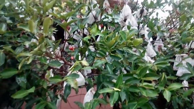 Сад Китая во время дождя смотреть онлайн