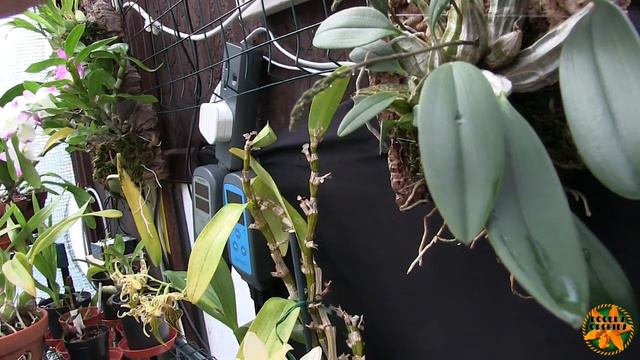 How Many Spikes? (Dendrobium lindleyi) смотреть онлайн