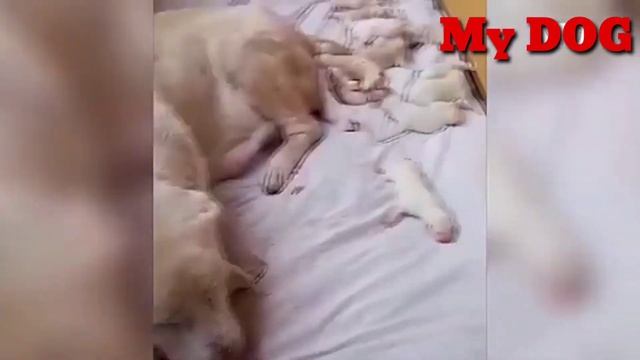 Волкодав родила 17 щенков  Волкодав Кавказа Грузинская горная собака НАГАЗИ