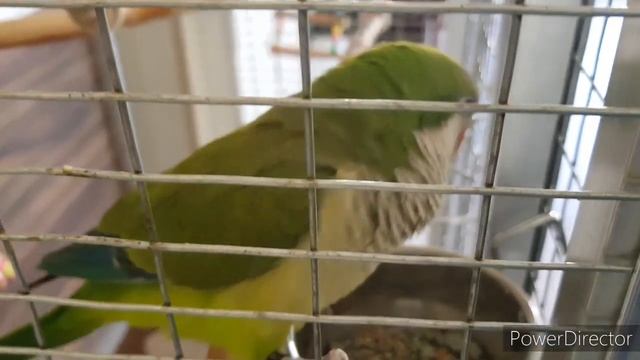 КЛЕТКА ДЛЯ ПОПУГАЯ МОНАХА КВАКЕРА. ВЫБОР И ОБУСТРОЙСТВО. смотреть онлайн