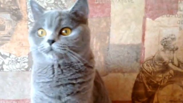 Роскошная шотландская кошечка SHOW-класса смотреть онлайн