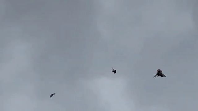 ДРУГ ПРИСЛАЛ ВИДЕО СВОИХ ГОЛУБЕЙ // США смотреть онлайн