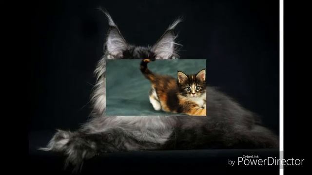 Мейн-кун все о породе смотреть онлайн