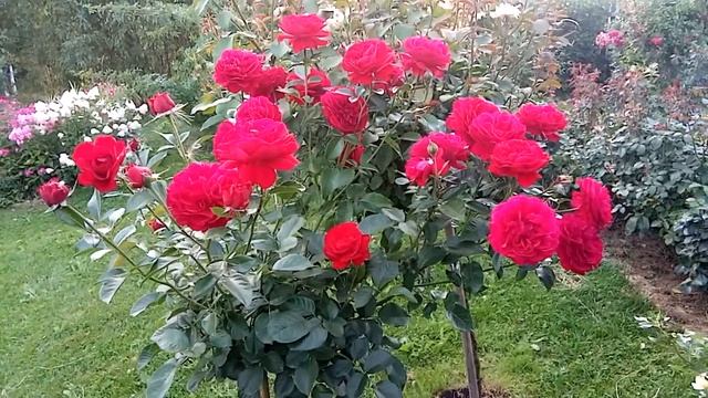 Розы на штамбе.Простота ухода.Летнее цветение. смотреть онлайн