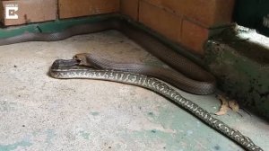 Змея ест другую змею