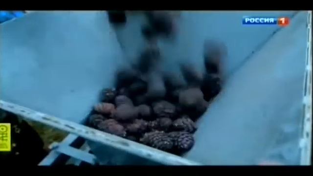 Орехи кедровые могут повредить печени смотреть онлайн