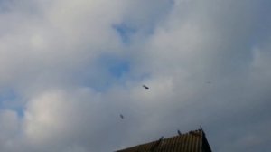 Как тренировать николаевских голубей. Как получить результат полета стаей.